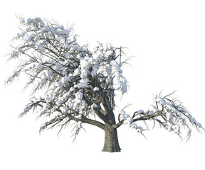 tree albero neve natale 