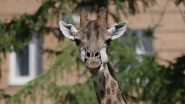 Beautiful giraffe stands tall in Moscow Zoo.