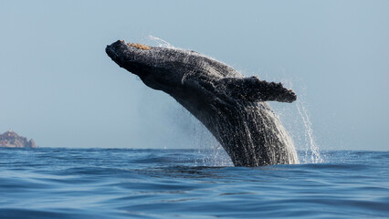Humpback whale playing around Cabo San Lucas