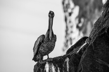 Pelicans around Cabo San Lucas
