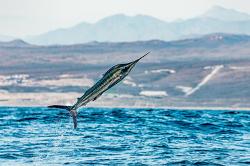 Sports fishing around Cabo San Lucas with blue marlin