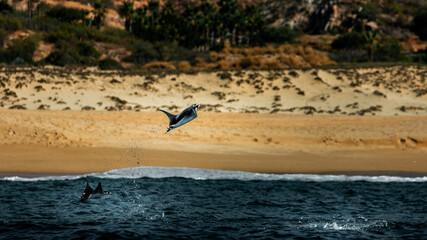 Manta Ray jumping out of the ocean, flying around Cabo San Lucas