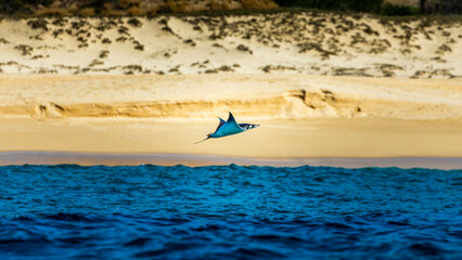 Naklejka premium Manta Ray jumping out of the ocean, flying around Cabo San Lucas