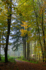 Wald Inspiration Meditation Nebelstimmung