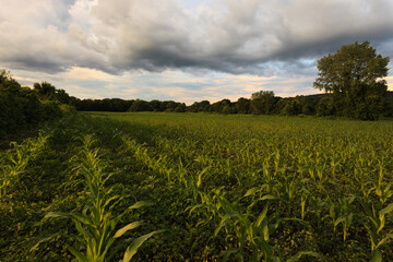 scenic corn field with clouds at sunset