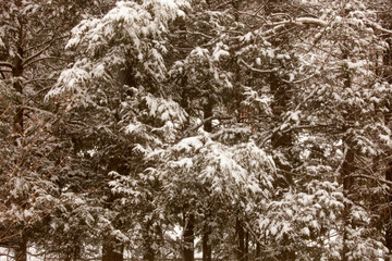 Fototapeta premium snow on pine tree sepia tones serene calm