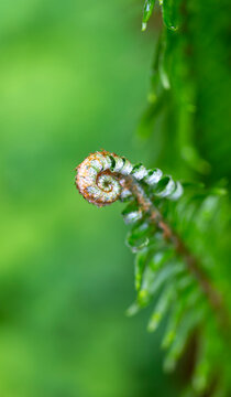 Close-up of a fern frond unfurling, Netterfield Garden; Bothell, Washington, United States of America