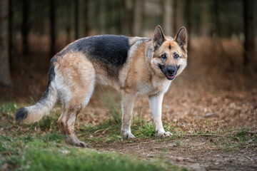 German Shepherd Dog in the forest looking at the camera