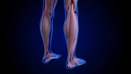 muscular system is an organ system responsible for providing strength 3D