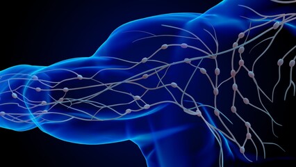 Human lymph nodes anatomy for medical concept 3D rendering