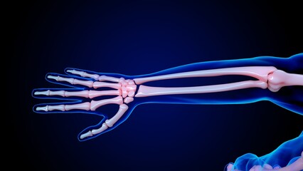Obraz na płótnie Canvas human skeleton anatomy hand bones for medical concept 3D rendering