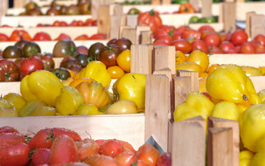 Blick auf ganz unterschiedliche Sorten von roten, gelben und grünen Tomaten mit Wassertropfen...