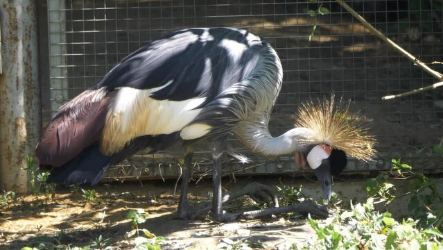 Beautiful bird, Grey Crowned Crane with blue eye and red wattle.