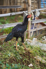 Black rooster walking in front of field fence