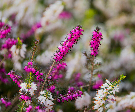 Flowering Heather plant; British Columbia, Canada