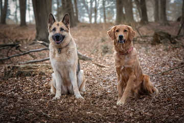 Golden Retriever and German Shepherd Dog in a forest