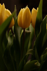 Gelbe Tulpen