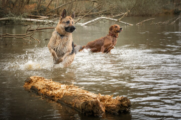 Golden Retriever and German Shepherd Dog playing in a lake