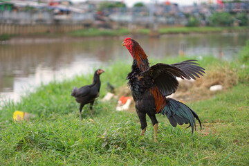 The rooster crows while flapping its wings. The rooster stands proudly and sings on the grass by the river.