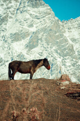 horse on the mountain