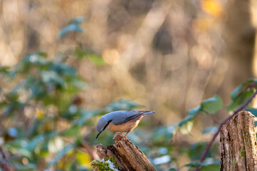 A nuthatch on an old tree stump
