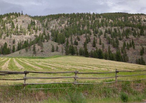 Rural landscape with wooden post and rail fence, mowed field and forested hillside along Highway 8, South from Spences Bridge to Merrit; British Columbia, Canada