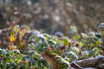 A nuthatch on an old tree stump
