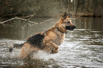 German Shepherd Dog playing in the lake and jumping