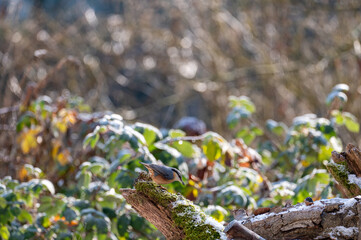 A nuthatch on an old tree stump