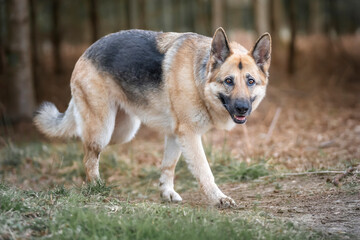 Naklejka na ściany i meble German Shepherd Dog in the forest looking at the camera