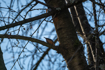 A nuthatch  sits in a tree