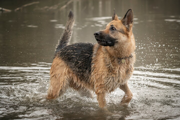 German Shepherd Dog playing in the lake