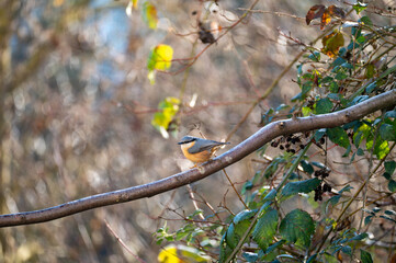 A nuthatch  sits in a tree
