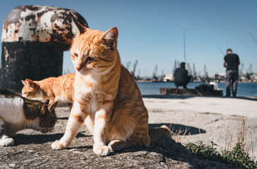 Katze am Hafen