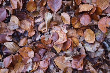 Sol d'automne
