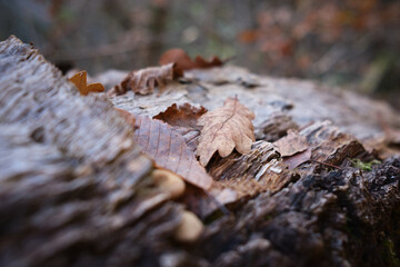 Feuilles mortes en automne