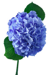 Blue bright hydrangea with leaves on a stem isolated on a white background.