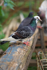 Beautiful feathered pigeon perched on a log