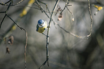 Cyanistes caeruleus