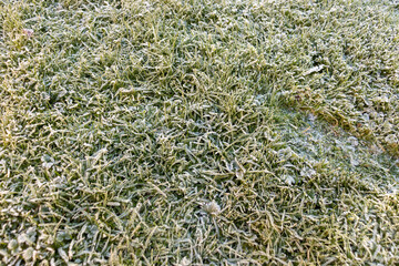 green grass covered with ice and frost in the winter season in europe, UK