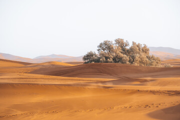 Fototapeta na wymiar Sand texture in Morocco Sahara Merzouga Desert landscape oriented
