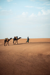 Portrait picture of berber walking with camels in Merzouga Sahara Morocco