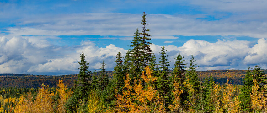 Autumn colours on a vast forested landscape in British Columbia along Highway 97; British Columbia, Canada