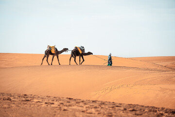 Fototapeta na wymiar Portrait picture of berber walking with camels in Merzouga Sahara Morocco