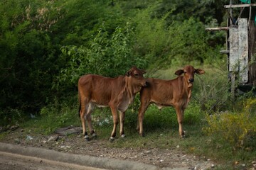 Obraz premium Beautiful Asian brown cows animals are graze on meadow, eating grass
