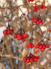 Close up red viburnum berries on a branch