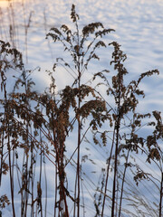 Dry grass and blue winter snow background