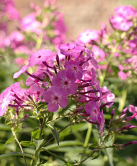 Close up pink phlox flowers in the garden as floriculture collection