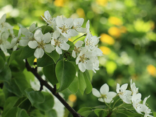 Close up white flowers of apple as spring time collection