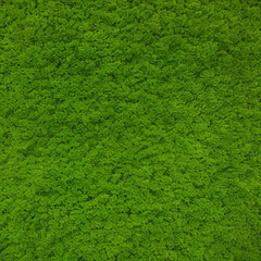 Plakat green grass texture background